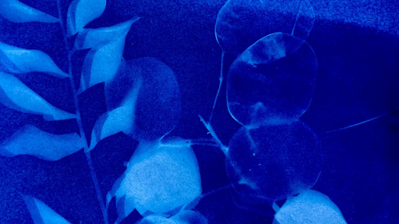 Cyanotypes secs et cyanotypes mouillés