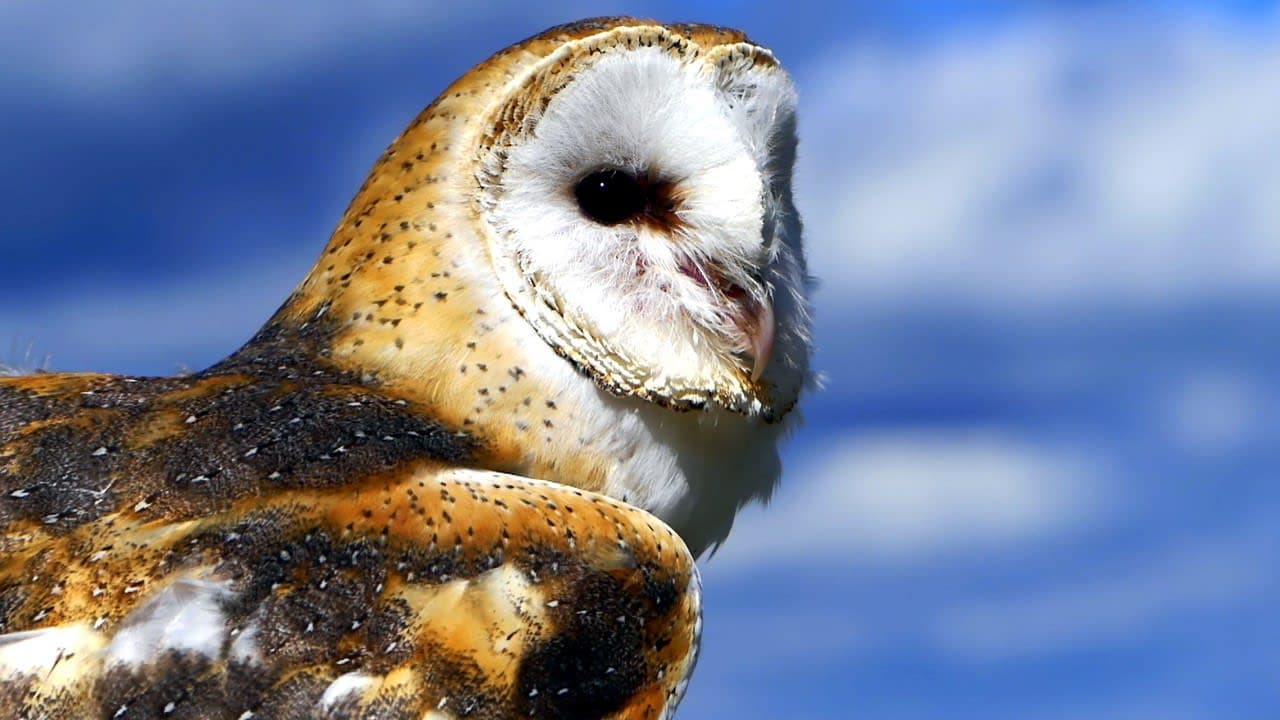 Animation sur les oiseaux de proie